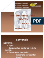 SISTEMA DIENTES