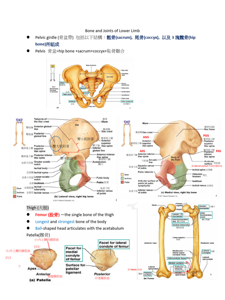 Anatomy of the Lower Limb Bones | PDF | Human Leg | Knee