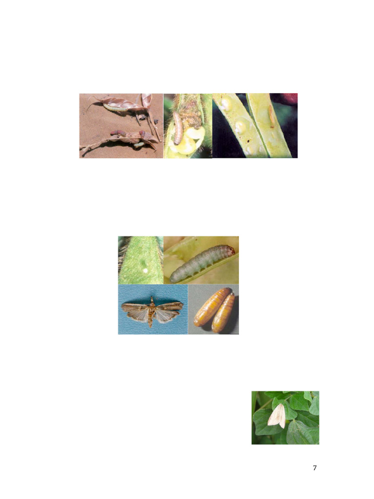 Crop Pests and Stored Grain Pests and Their Management 101 | PDF