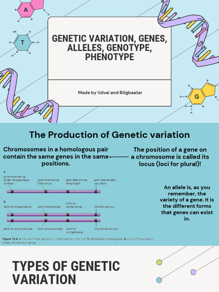 Genetic Variation Genes Alleles Genotype Phenotype Udval Biligbaatar ...