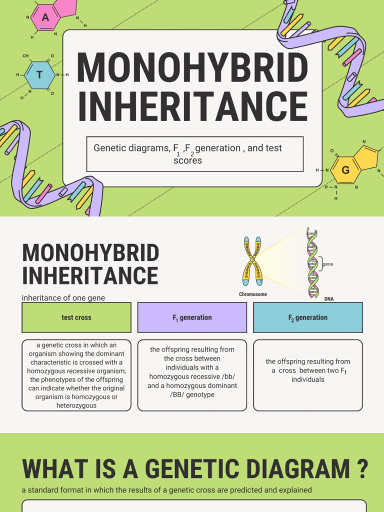 Monohybrid Inheritance | PDF