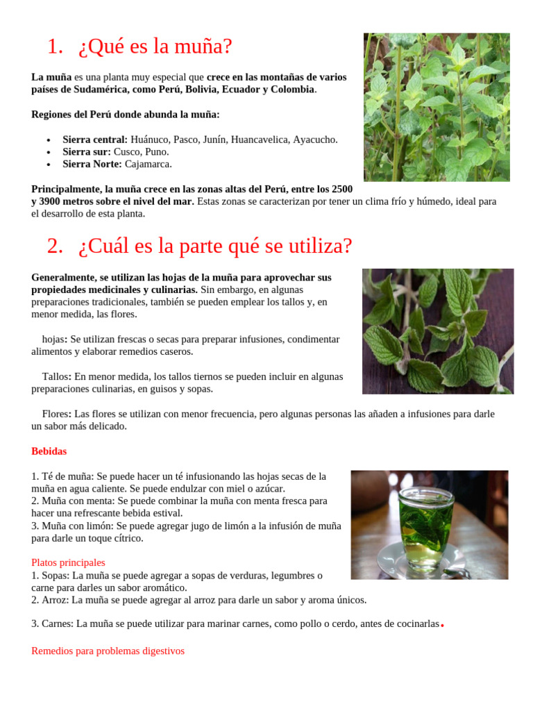Qué Es La Muña 2 | PDF | Té | Alimentos