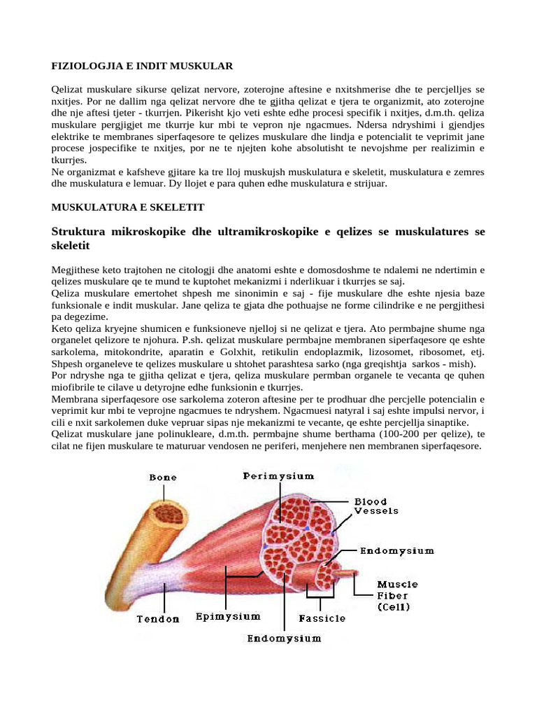 Muskujt | PDF