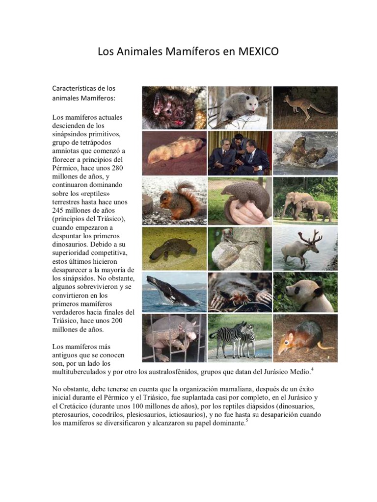 Los Animales Mamíferos en MEXICO