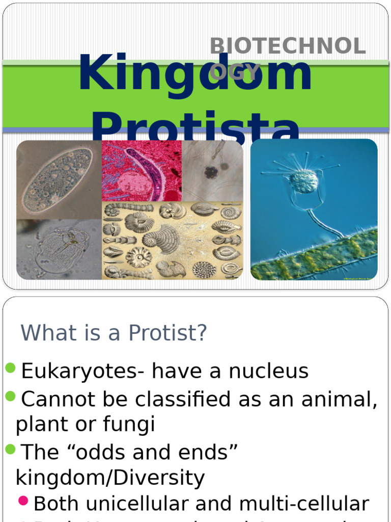 Protists: Diversity and Classification | PDF | Protozoa | Algae