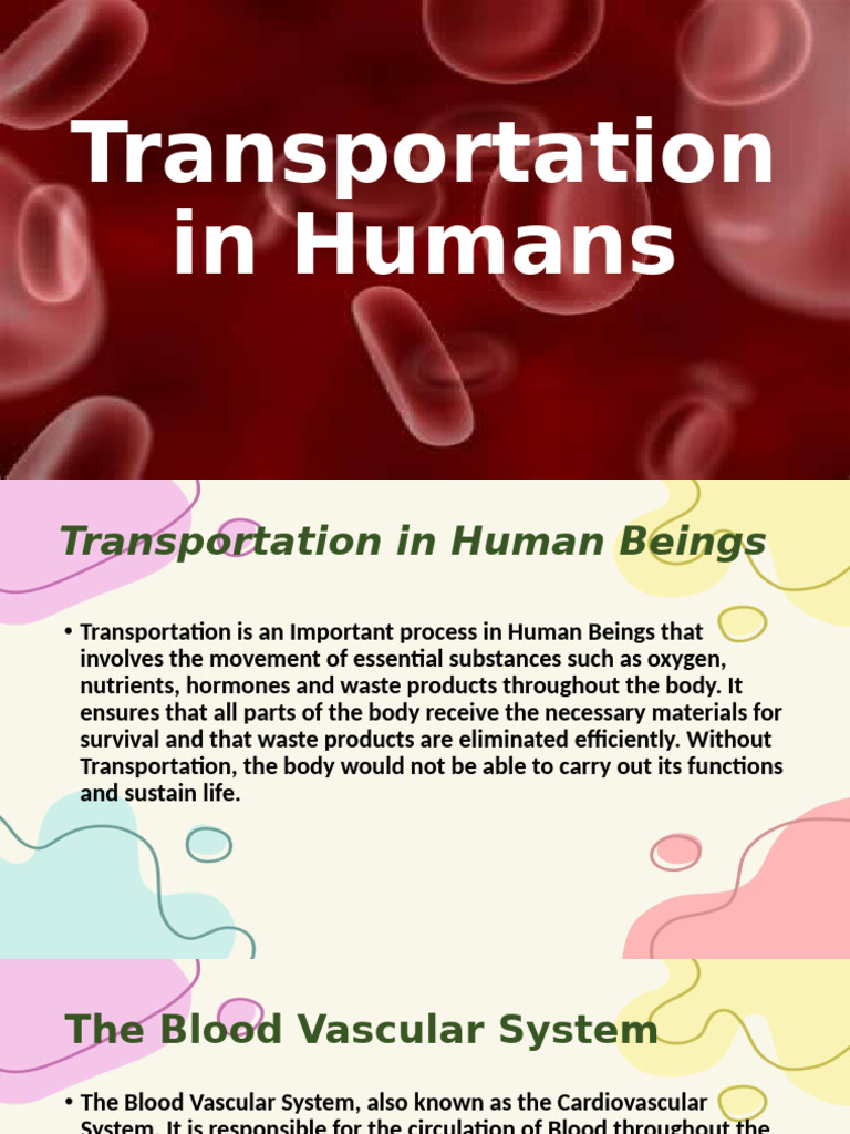 Transportation in Humans | PDF | Diastole | Heart