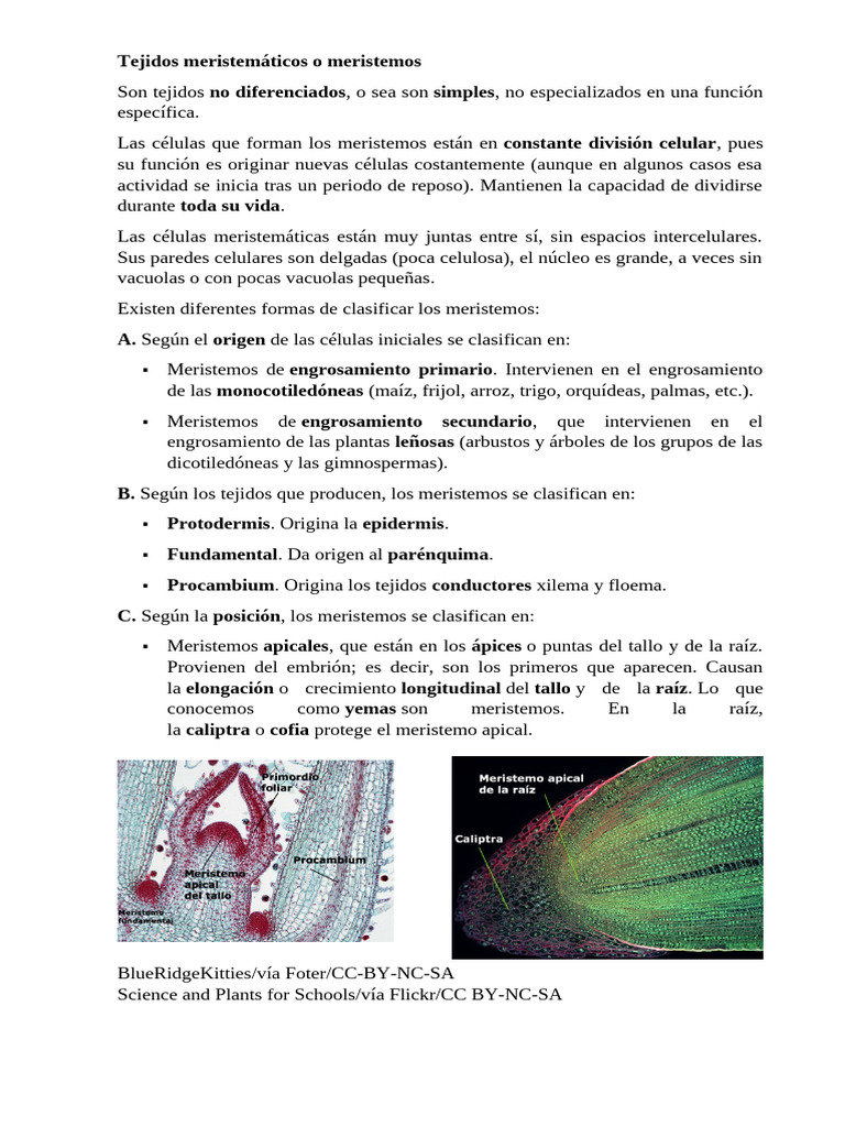 Tipos de Meristemos en Plantas | PDF | Tallo de la planta | Raíz