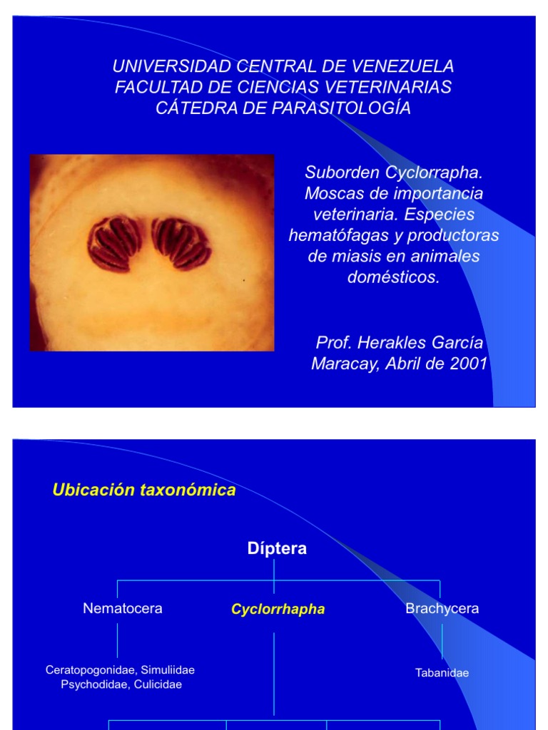 Miasis | PDF | Mosca | Zoología