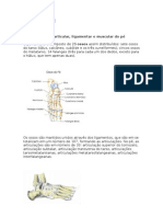 Estrutura, movimentos e vascularização do pé humano