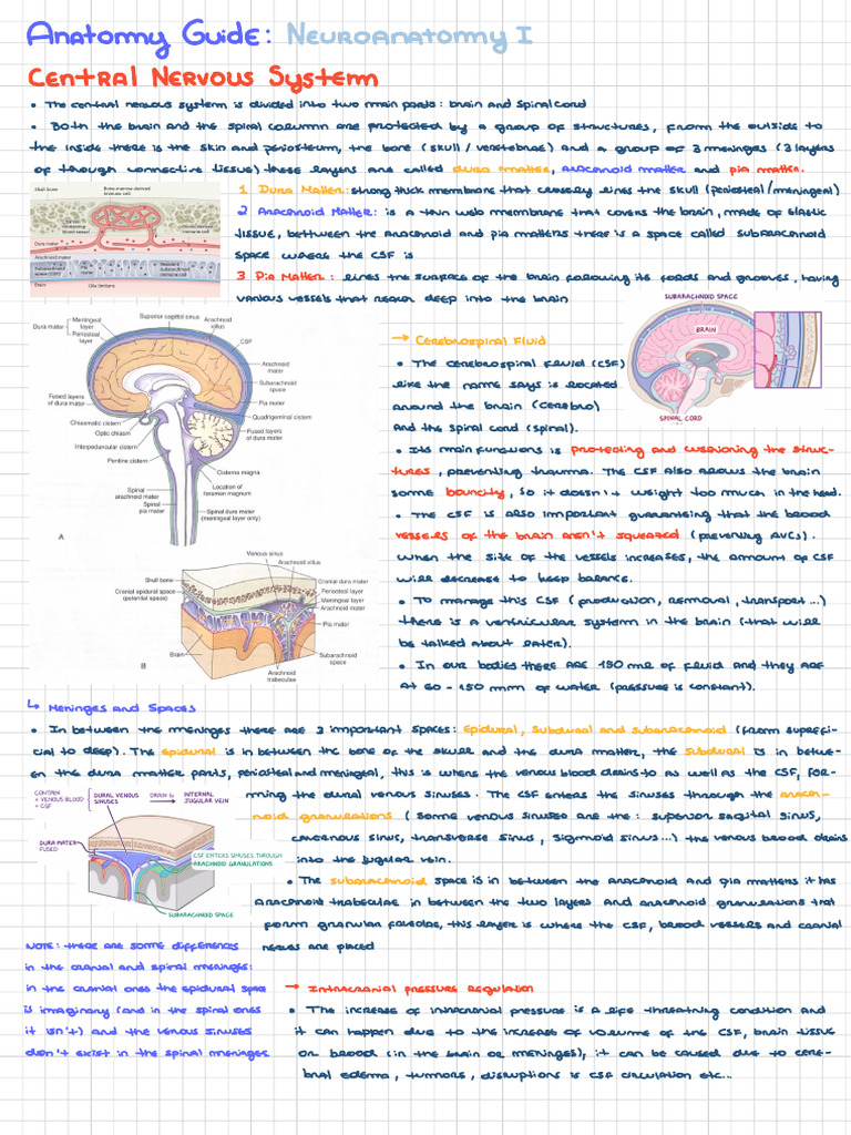 Anatomy - Neuroanatomy I (CENTRAL) FINAL | PDF | Cerebrospinal Fluid ...