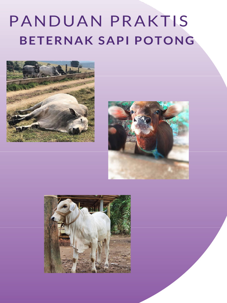 Panduan Beterna Sapi Potong Praktis | PDF
