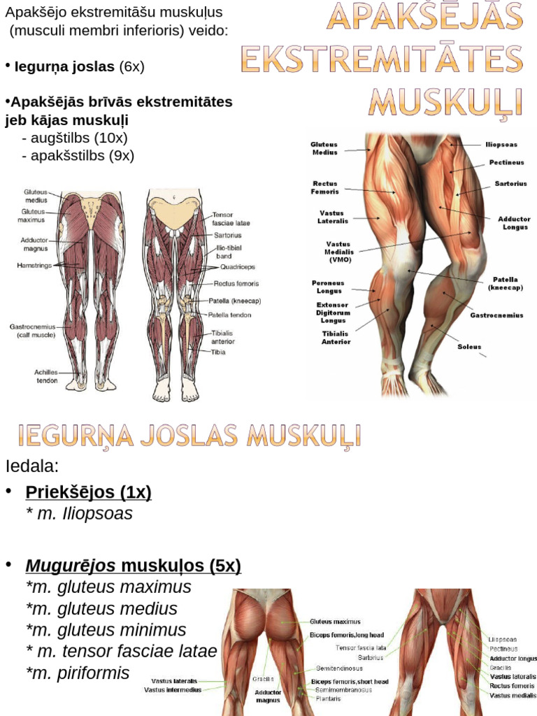 8 KAJA Muskuli | PDF
