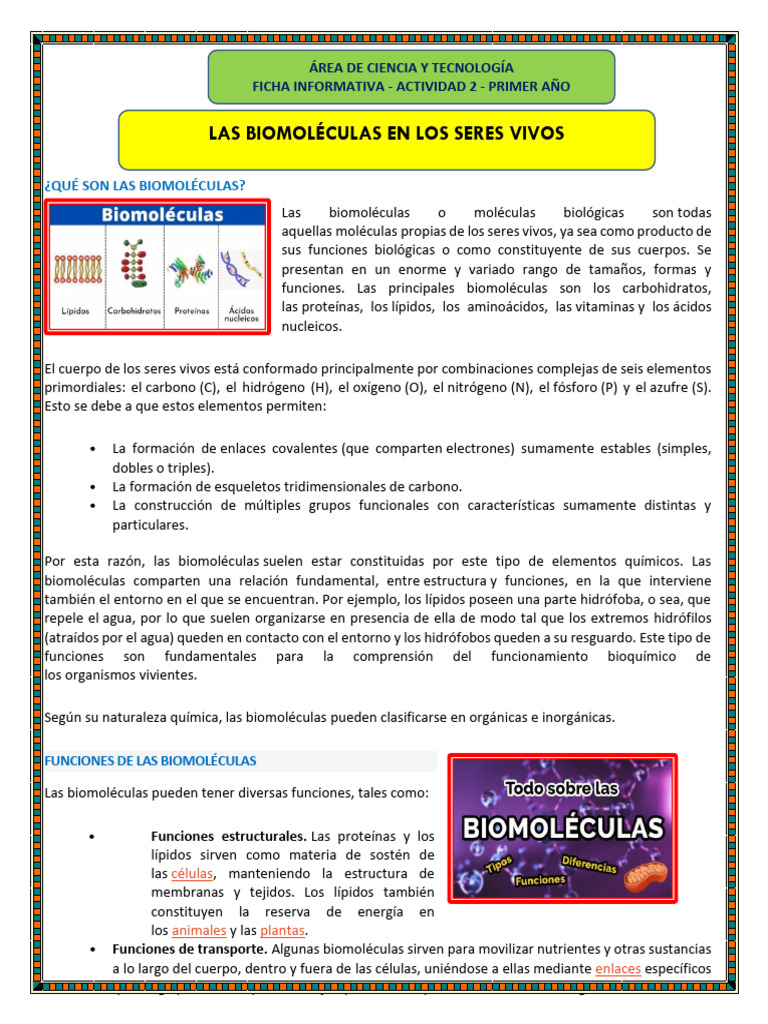 Biomol culas Tipos Y Funciones Esenciales PDF Biomol culas 