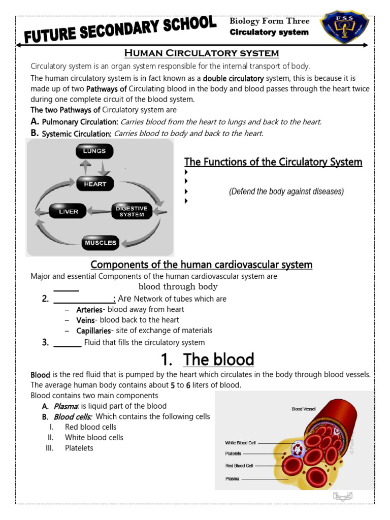 Circulatory System F3 24 FUTURE | PDF | Heart Valve | Atrium (Heart)