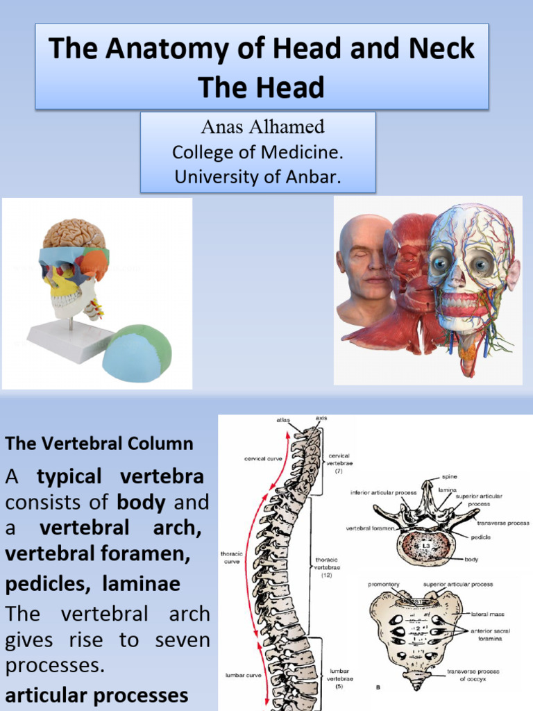 Anatomy of Head | PDF | Vertebra | Human Nose