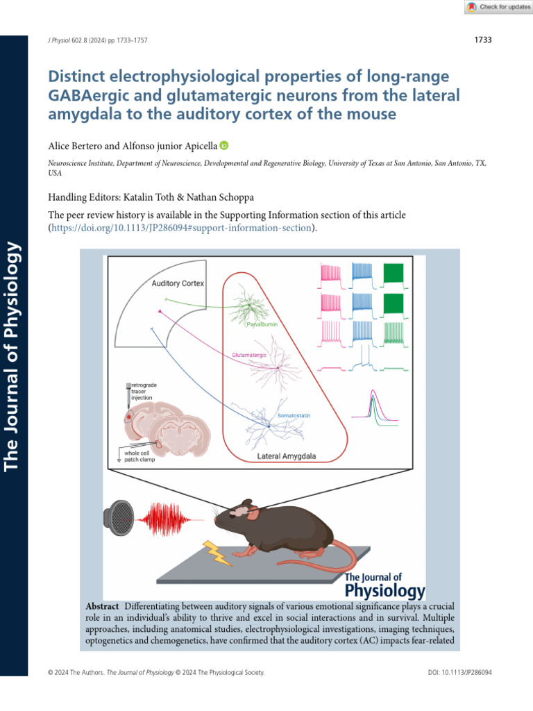 GABAergic Neurons in Amygdala-Cortex Pathway | PDF | Cerebral Cortex ...