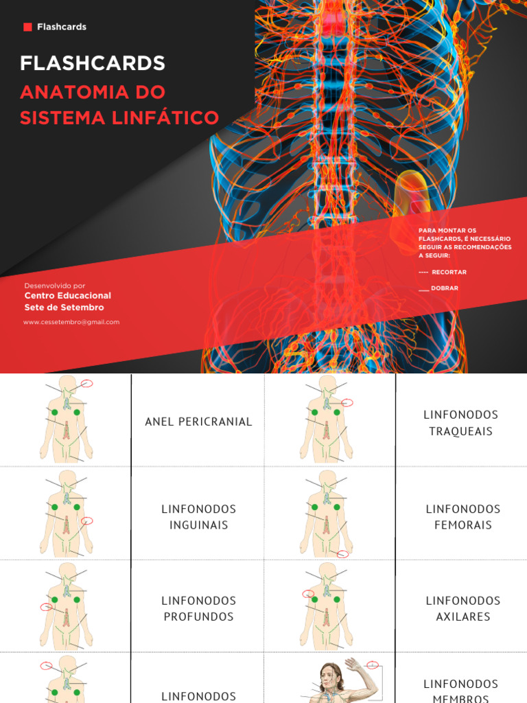 Anatomia Do Sistema Linfatico Flashcards Pdf