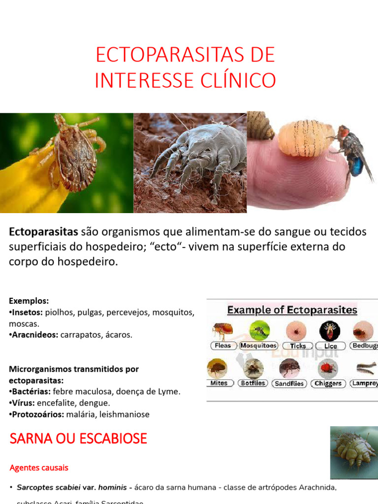 Ectoparasitas: Diagnóstico e Tratamento | PDF | Parasitismo | Endotélio