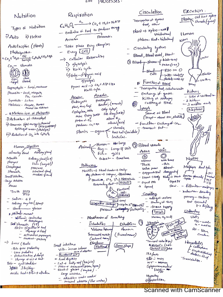 Life Processes Key Notes | PDF