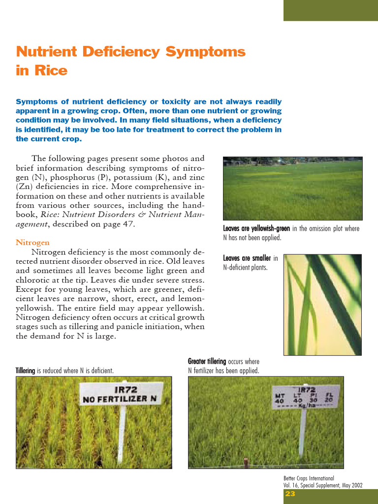 Nutrient Deficiency Symptoms in Rice | PDF | Rice | Botany