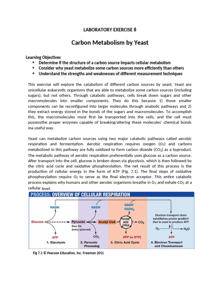 EX 8 Carbon Metabolism by Yeast | PDF | Cellular Respiration ...