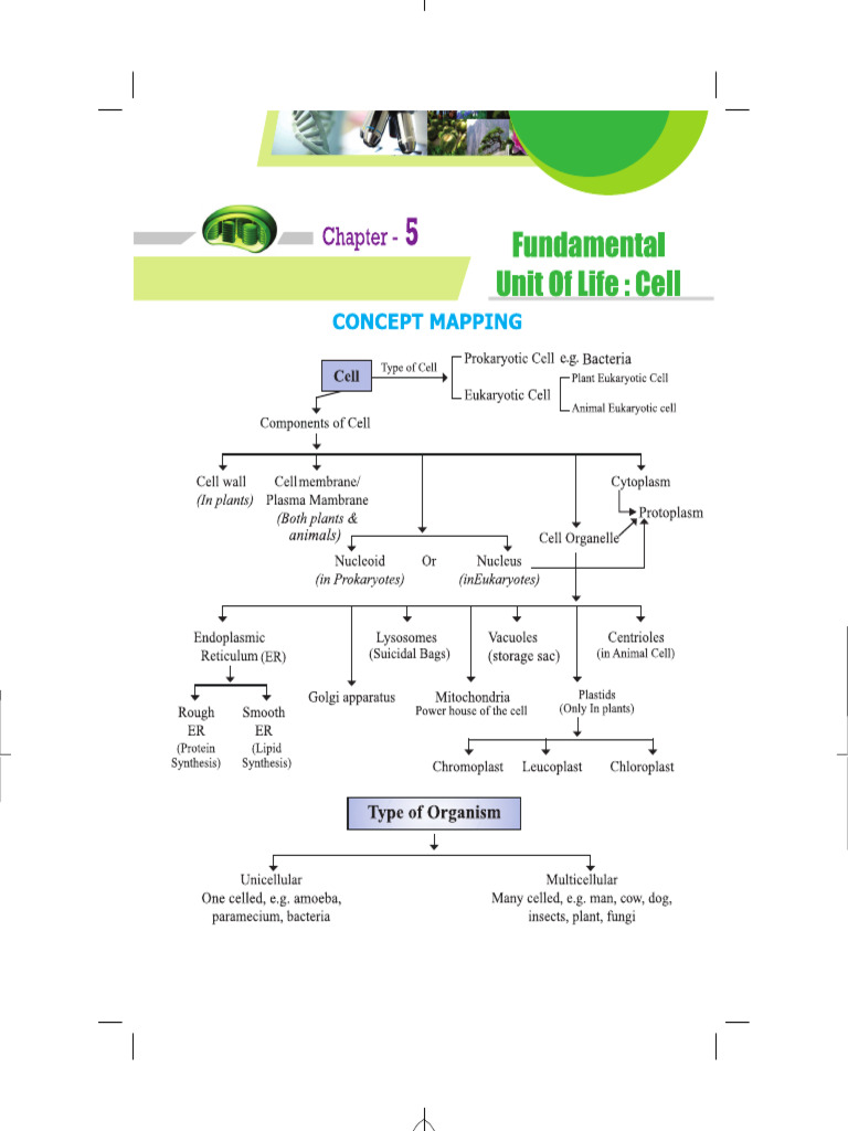 IX Cells - Notes | PDF
