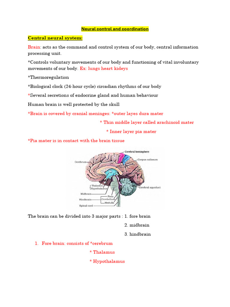 Neural Control and Coordination | PDF | Cerebrum | Brain