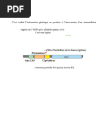 Définition et principe du RFLP | PDF | Réaction en chaîne par ...