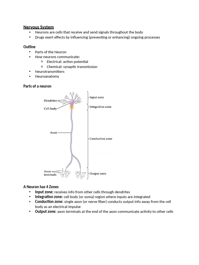 week-3-nervous-system-pdf-neuron-neurotransmitter