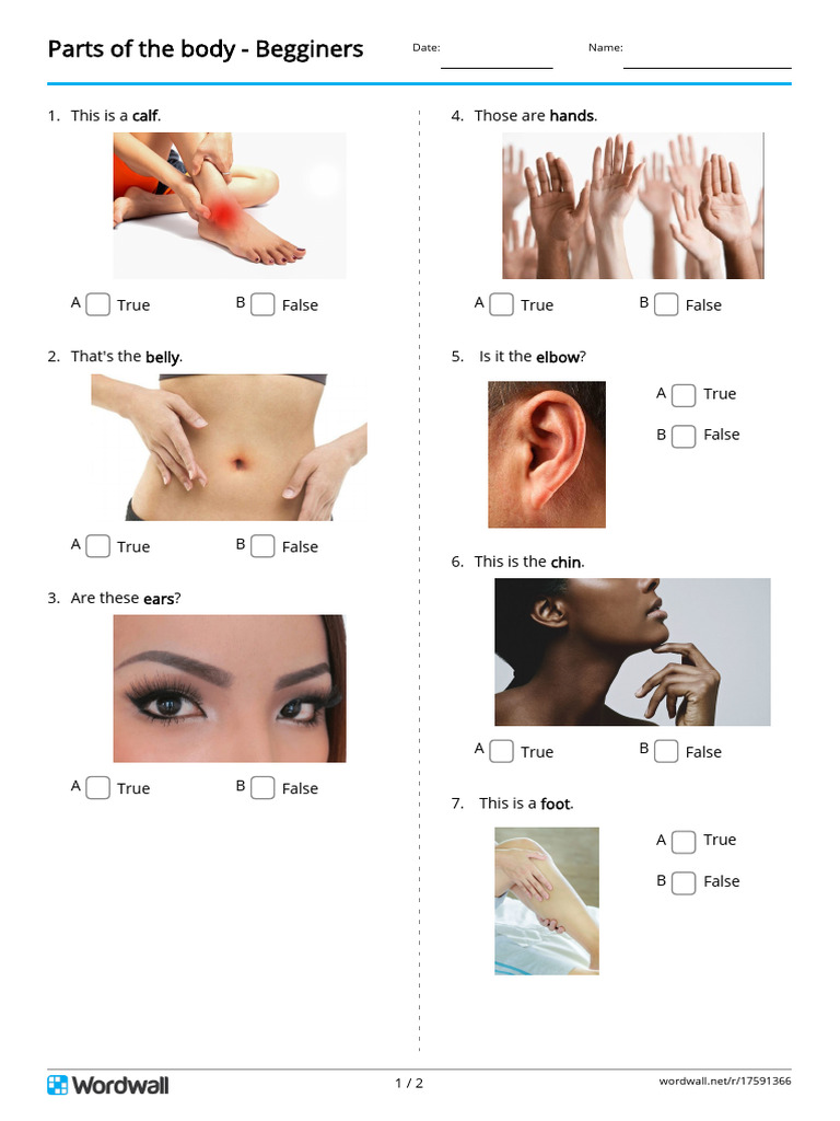 Parts of The Body Begginers Quiz | PDF