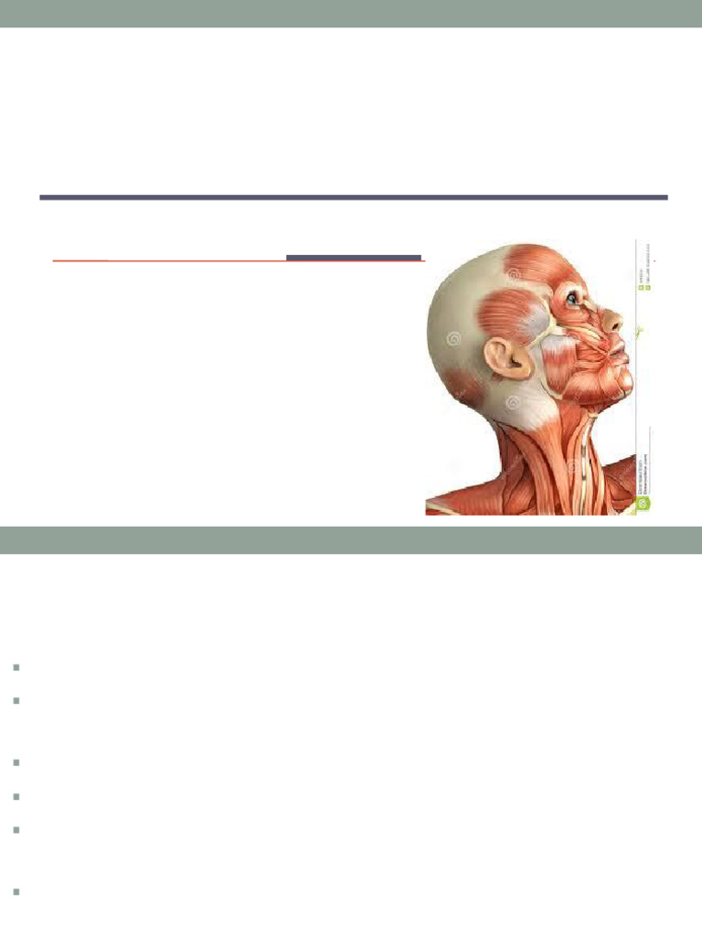 Head Neck Pdf Neck Human Nose