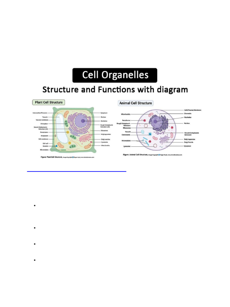 Overview of Cell Organelles and Functions | PDF | Endoplasmic Reticulum ...