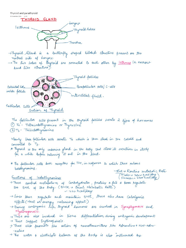 Thyroid, Parathyroid-1 | PDF