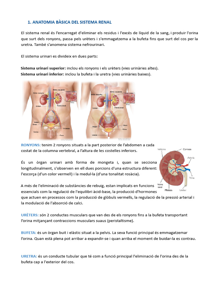 Sistema Renal I Vies Urinàries-2 | PDF