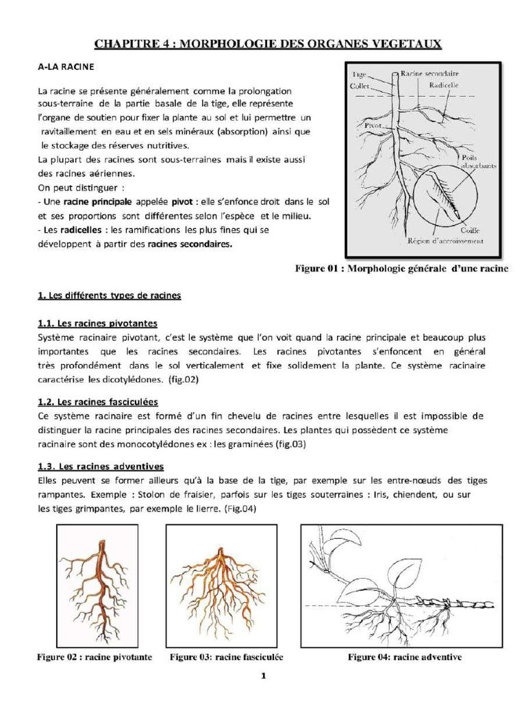 Morphologie Des Organes Végétaux Cours – VSJA