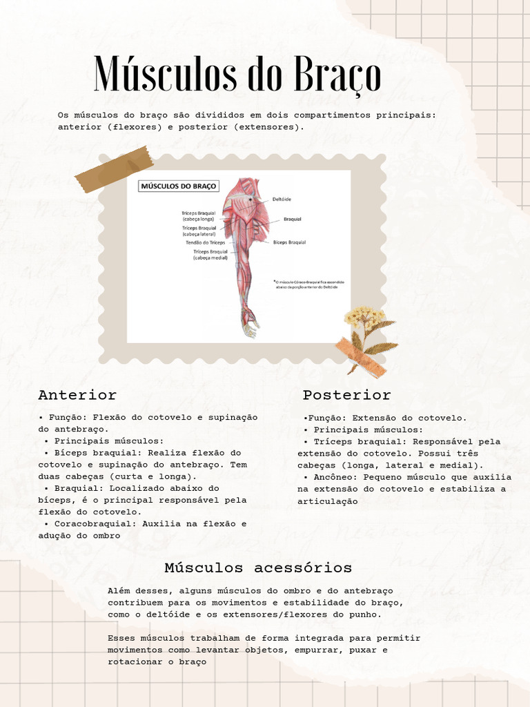 Músculos do Braço: Anterior e Posterior | PDF, image size:768x1024