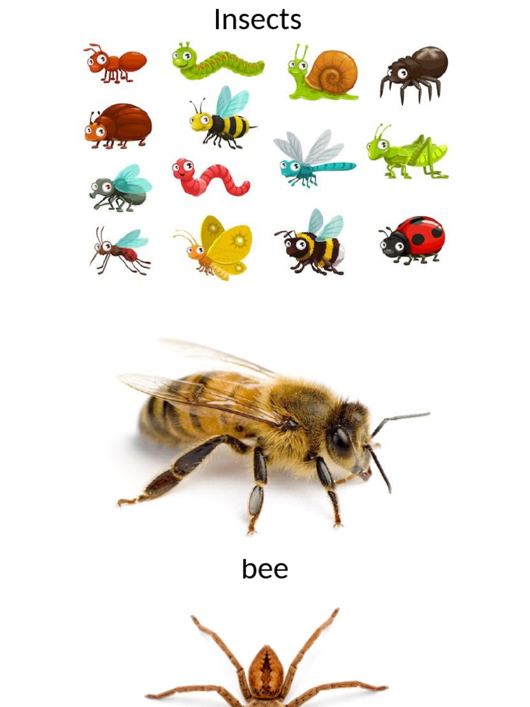 Insects PTT | PDF