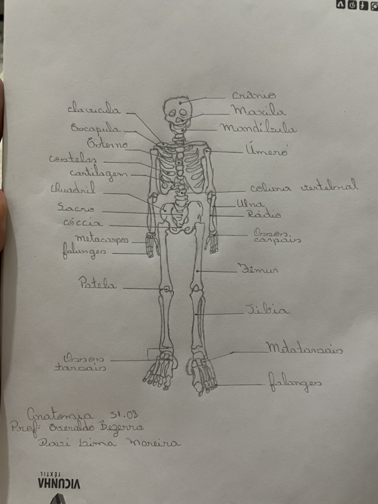 Trabalho Anatomia Davi Moreira PDF