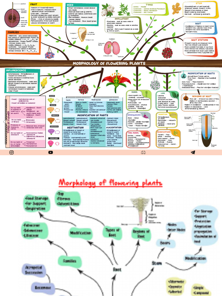 洋書 MORPHOLOGY OF PLANTS Morphology-of-flowering-plants