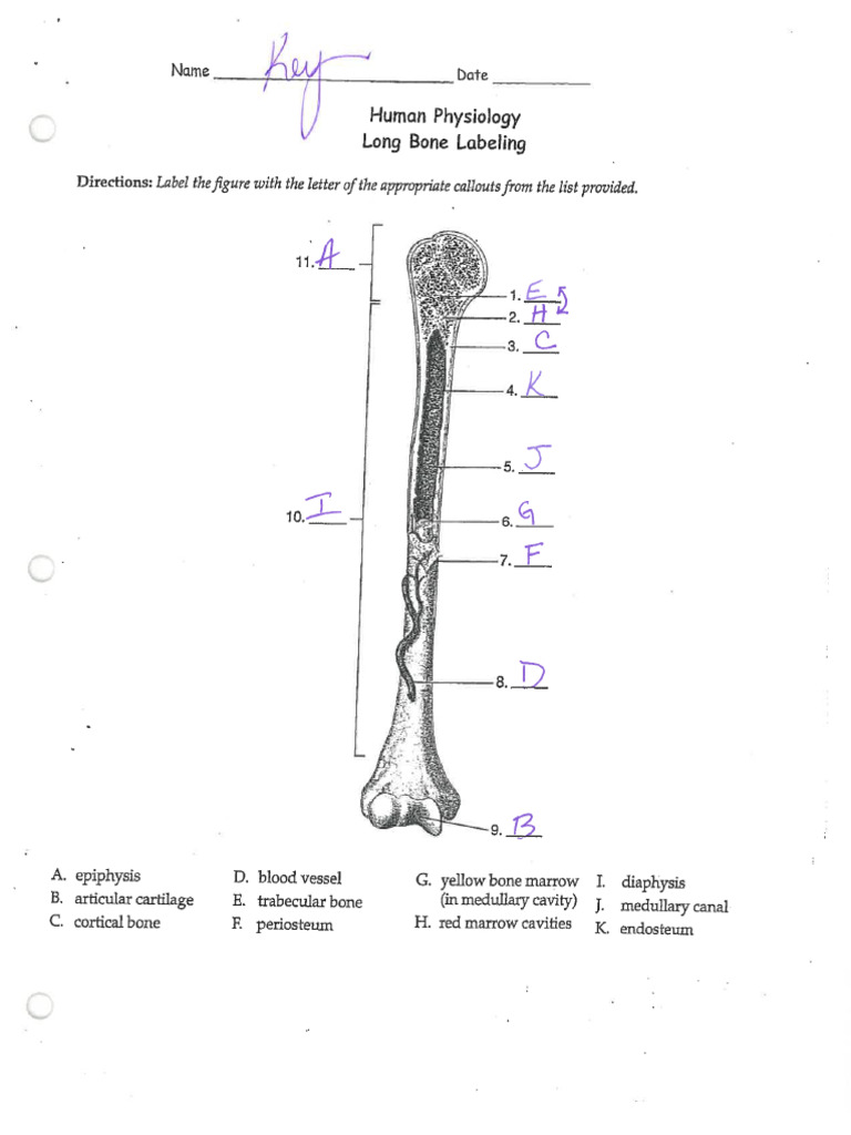 Lone Bone Key | PDF
