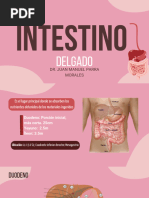 Ubicación y anatomía del ángulo de Treitz | PDF