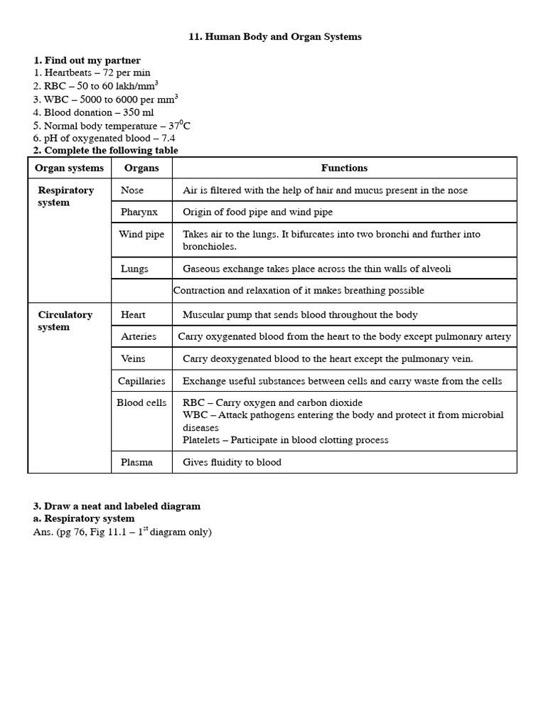 Human Body Systems Overview and Functions | PDF | Blood | Respiratory ...