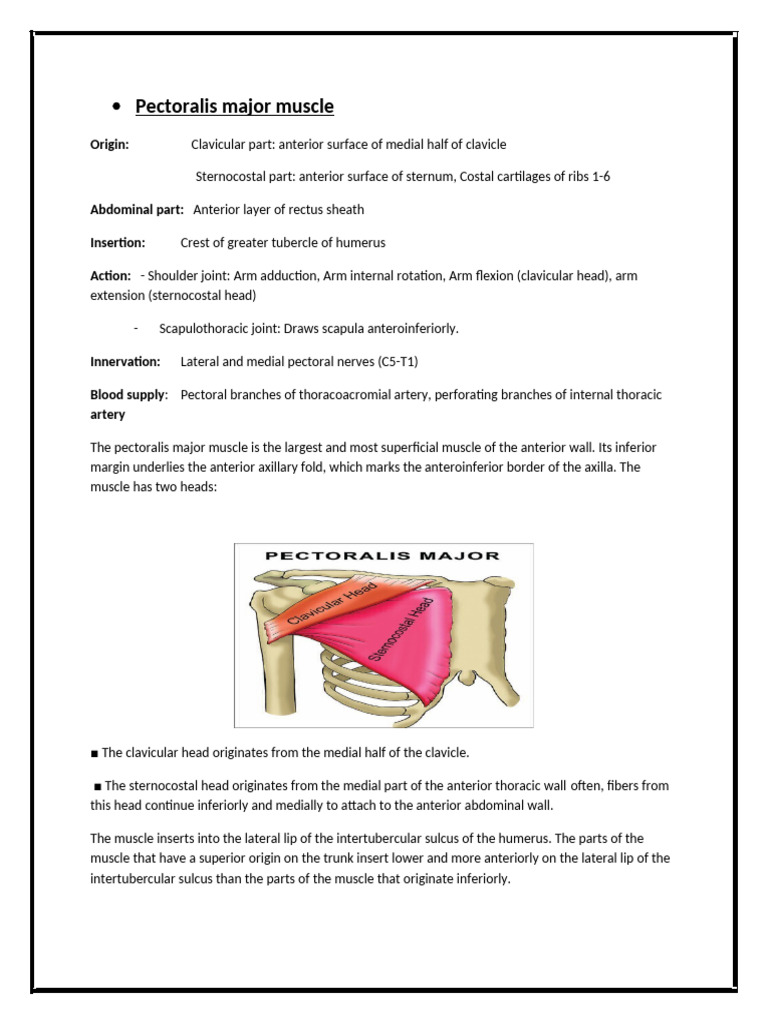 Stretch Speciefic Muscles | PDF | Arm | Neck