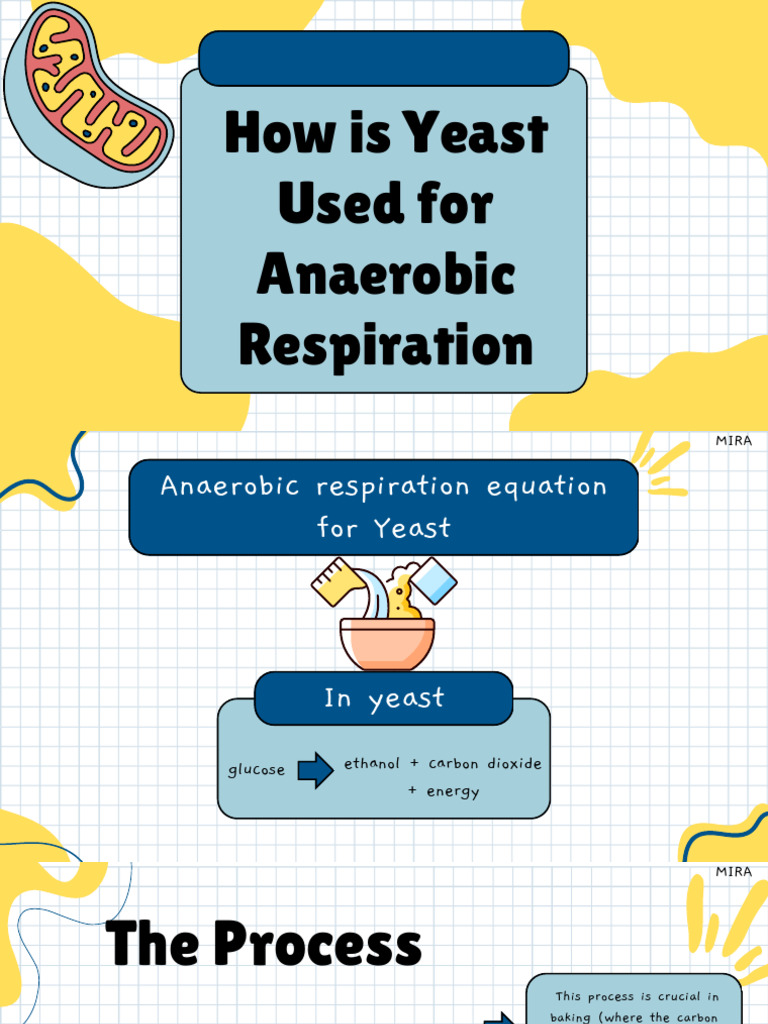 Respiration Aerobic And Anaerobic Biology Presentation In A Blue Yellow