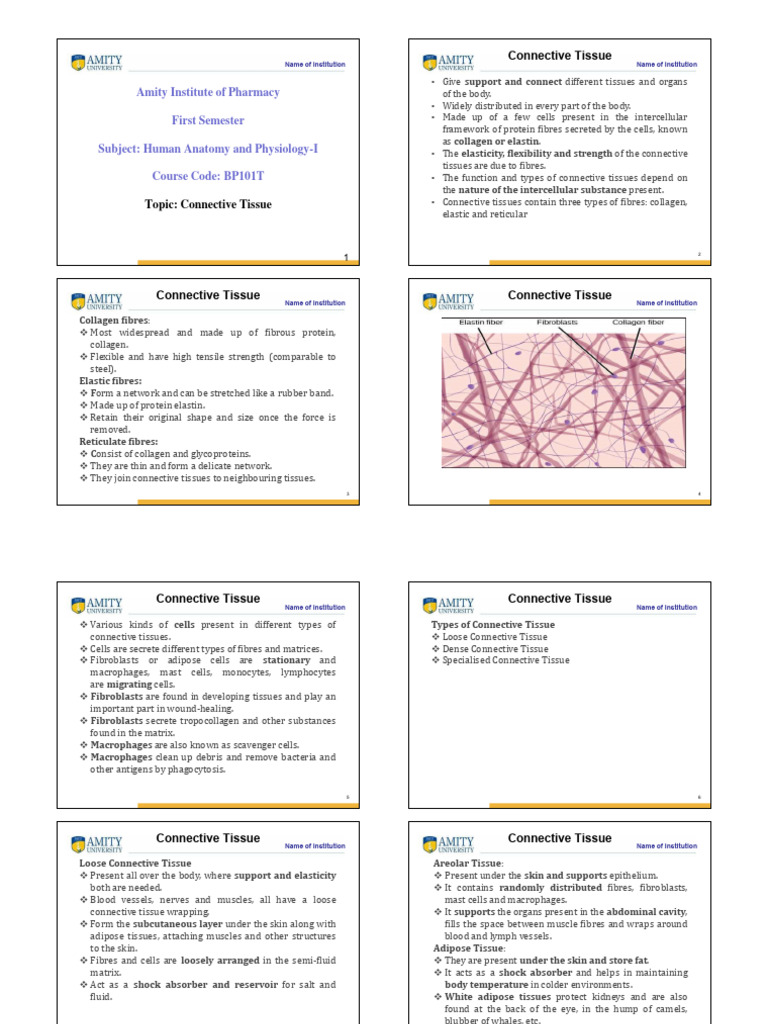 Overview of Connective Tissue Types | PDF | Epithelium | Connective Tissue