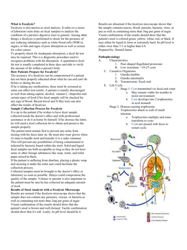 Fecalysis: Preparation and Insights | PDF | Feces | Digestive System