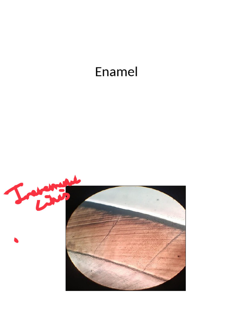 Enamel 1 | PDF