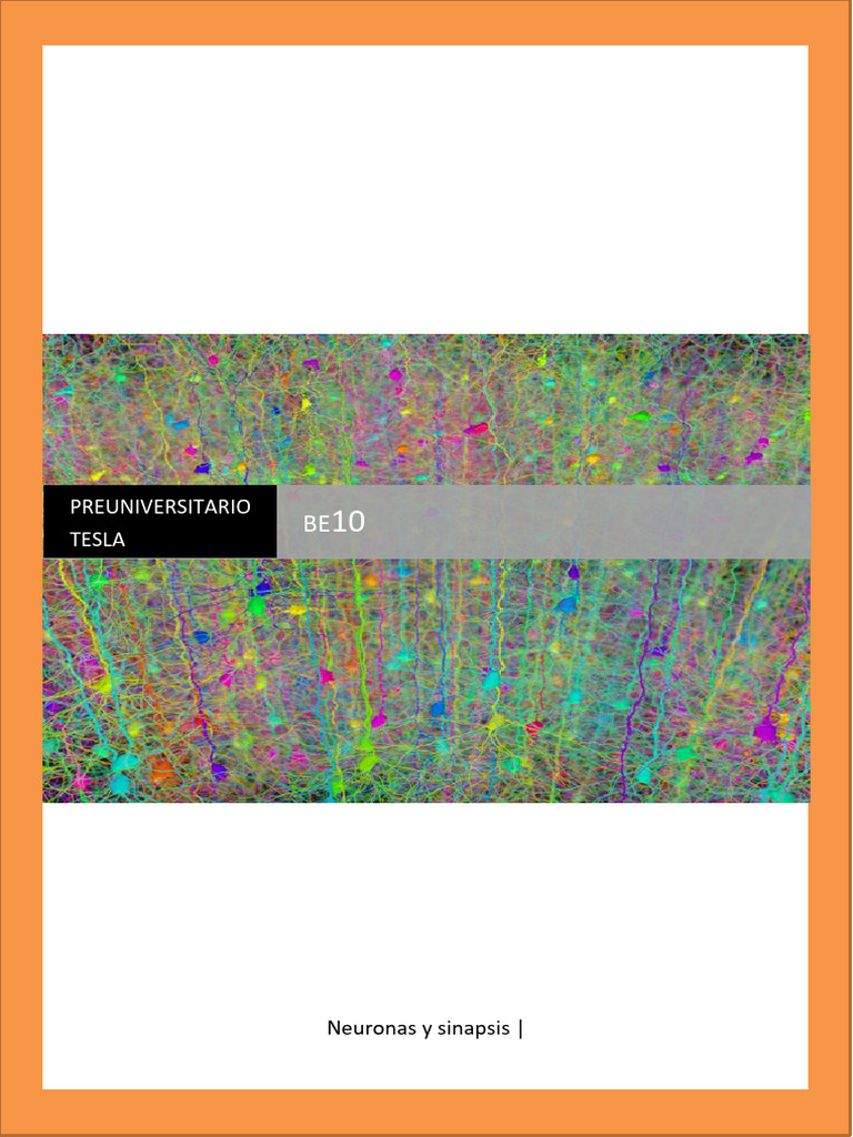BE10 - Neuronas y Sinapsis | PDF | Sinapsis | Potencial de acción