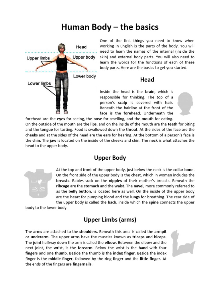 Human Body Â The Basics - TEXT | PDF | Arm | Human Leg
