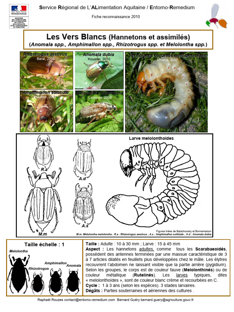 Identification des Vers Blancs et PDF Coléoptères Insectes — free download